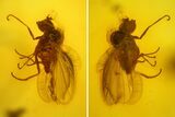 Fossil Fly (Diptera) In Baltic Amber - Great Eyes #197699-2